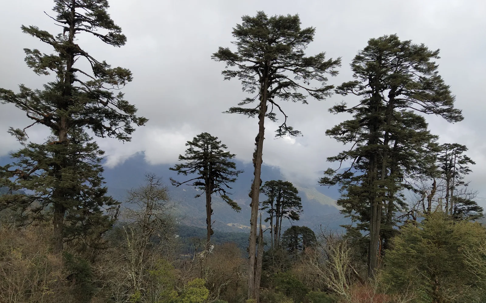 Pine forest and layered mountain ridges along a Bhutan highland route — original photo by goFLY founder Mahabub Alam Razu, December 2019