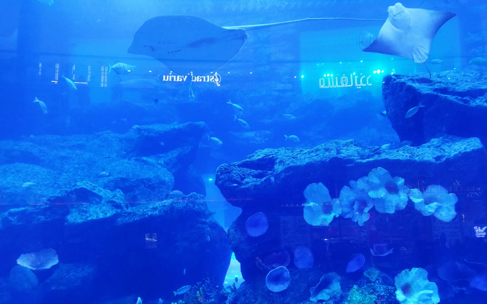 Coral reef and fish in the vast Dubai Aquarium tank at Dubai Mall, UAE — photo by goFLY founder Mahabub Alam Razu, August 2023