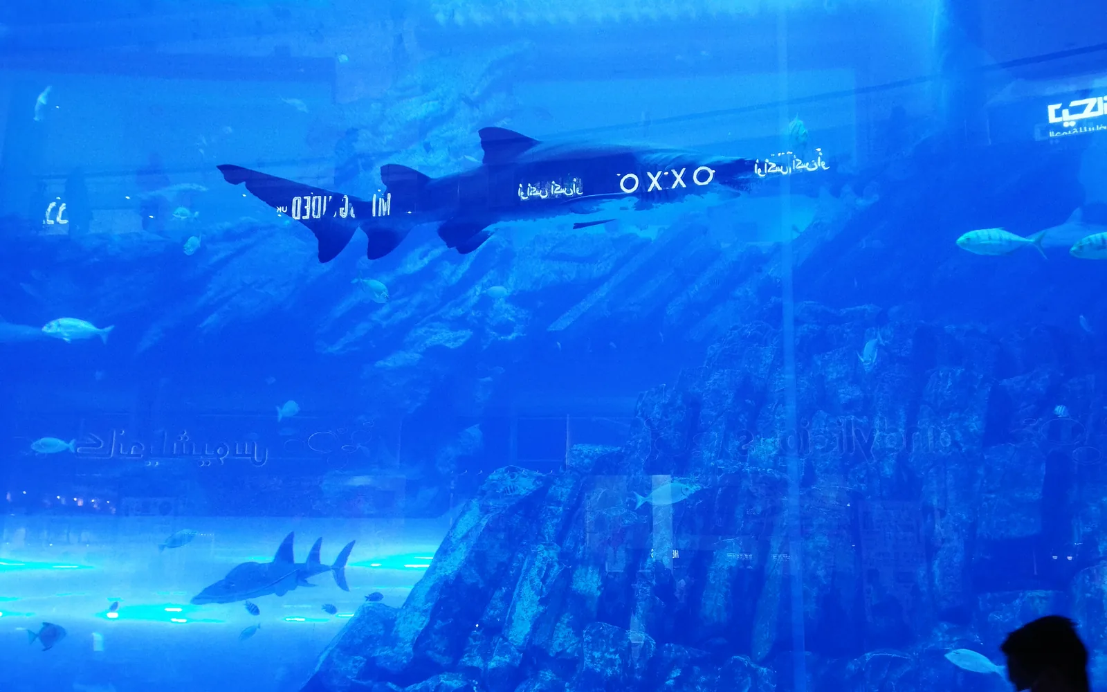 Sharks and rays gliding through the giant tank at Dubai Aquarium, Dubai Mall, UAE — photo by goFLY founder Mahabub Alam Razu, August 2023
