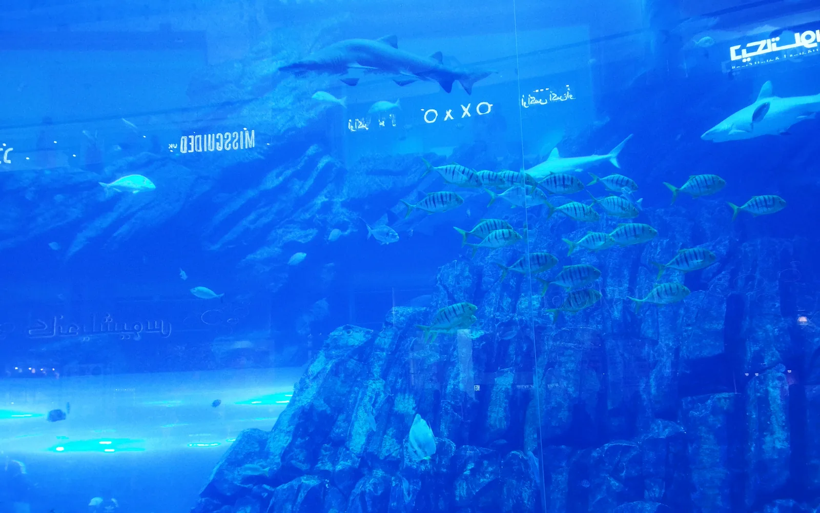 The giant viewing panel of Dubai Aquarium with sharks overhead, Dubai Mall, UAE — photo by goFLY founder Mahabub Alam Razu, August 2023