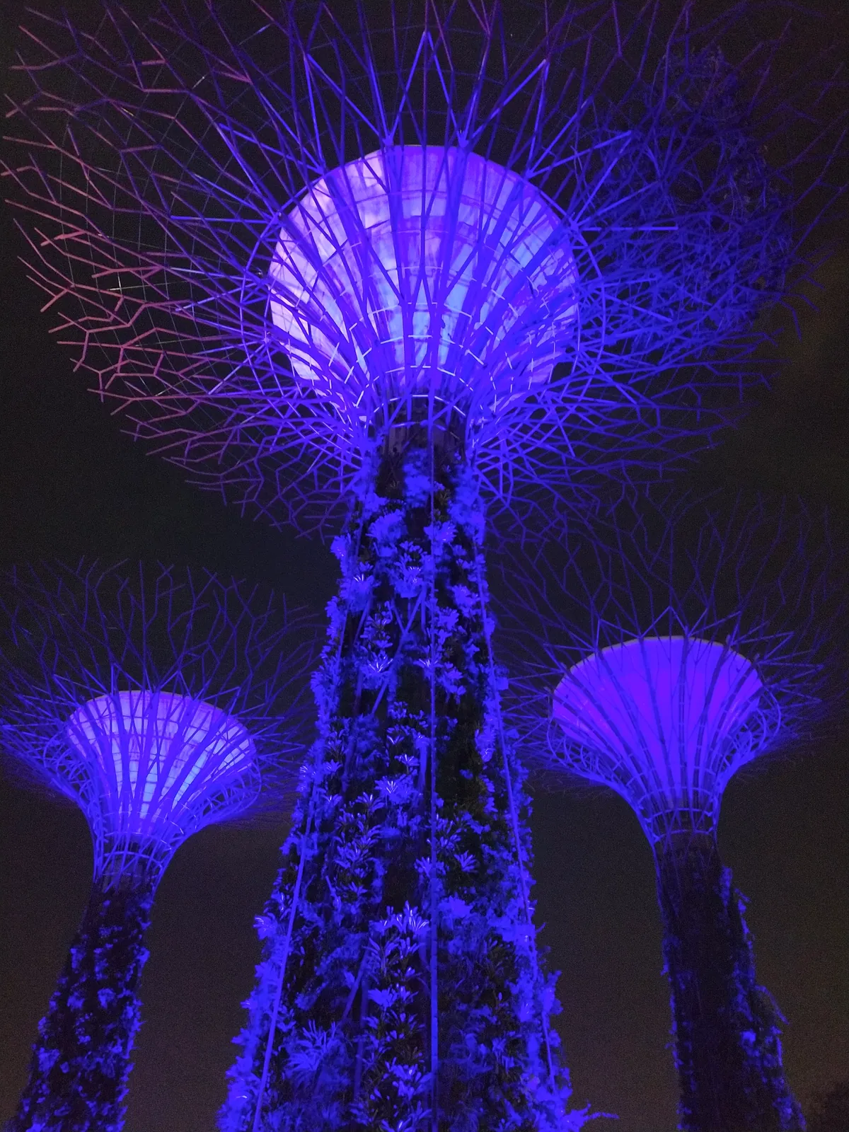 Supertree Grove lit up at night at Gardens by the Bay — photographed by the goFLY team in Singapore
