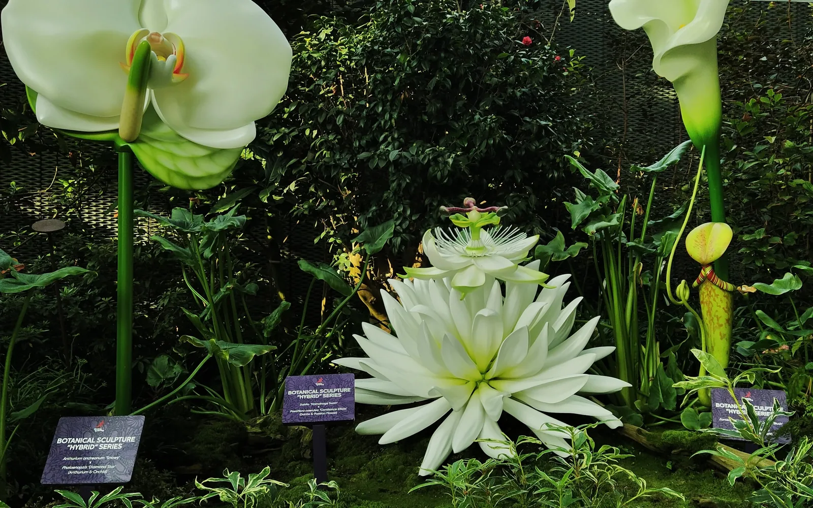 Orchids and flower displays inside the Flower Dome at Gardens by the Bay — photo by goFLY founder Mahabub Alam Razu, January 2020