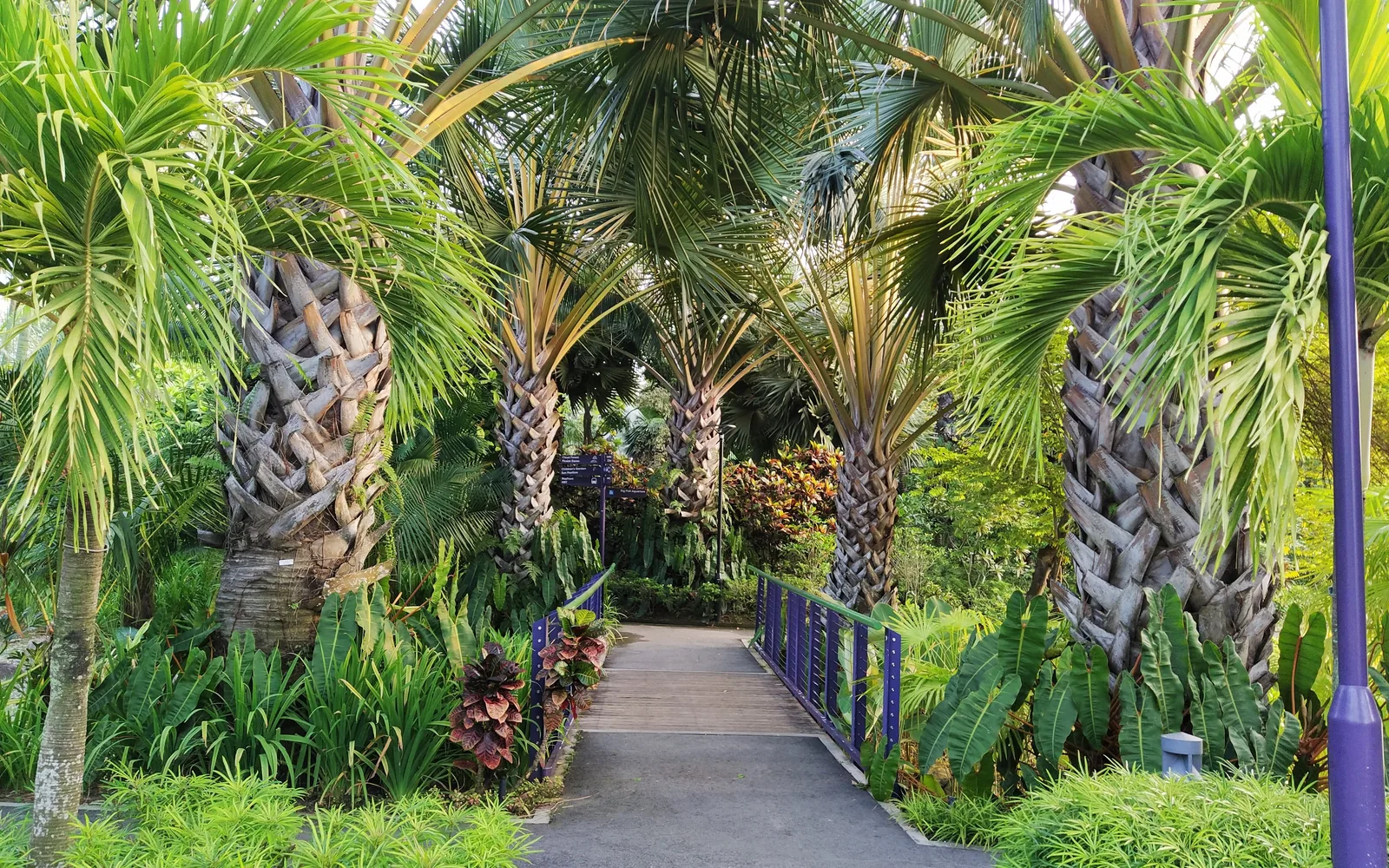 A palm-lined garden walkway at Gardens by the Bay — photo by goFLY founder Mahabub Alam Razu, January 2020